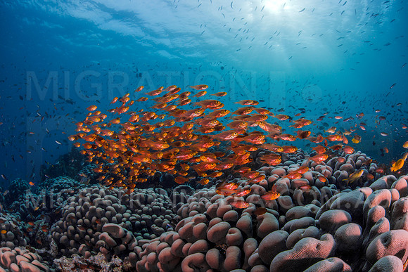 Glass Fish