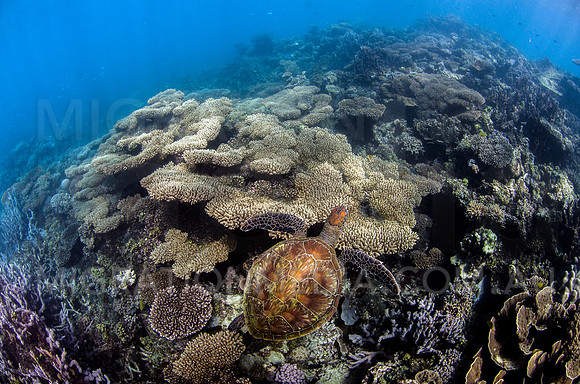 Green Turtle and Beautiful Coral