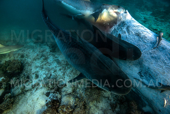 Tiger Sharks Feeding on Humpback Whale Carcass (5)