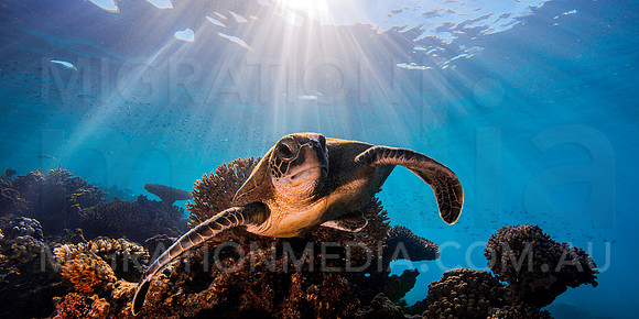 Juvenile Green Turtle