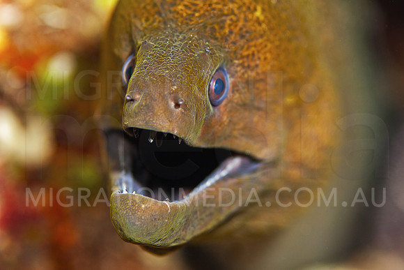 Giant Moray Eel Coming Out