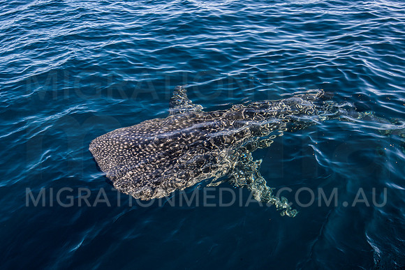 Beautiful Whaleshark below Surface