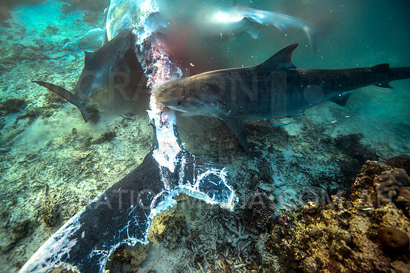 Tiger Shark Ripping at Humpback Whale Carcass