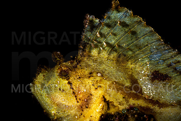 Leaf Scorpionfish Black Background