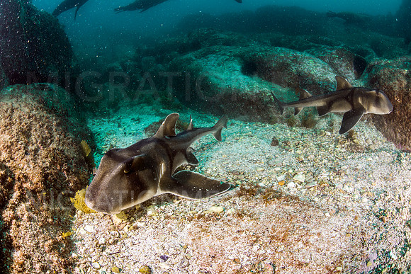 Port Jackson Shark Couple