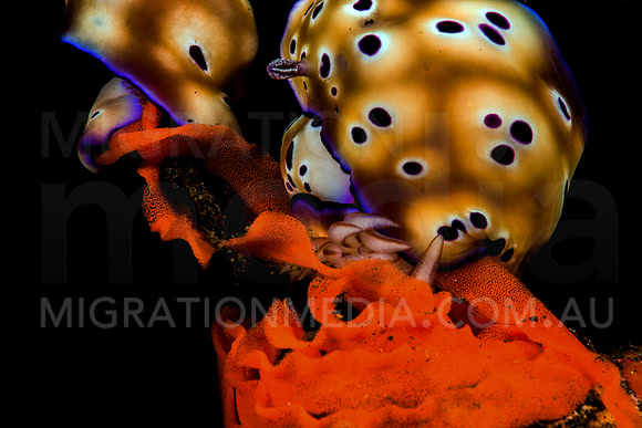 Chromodoris Nudibranchs Laying Eggs (6)