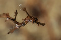 Juvenile Weedy Sea Dragon