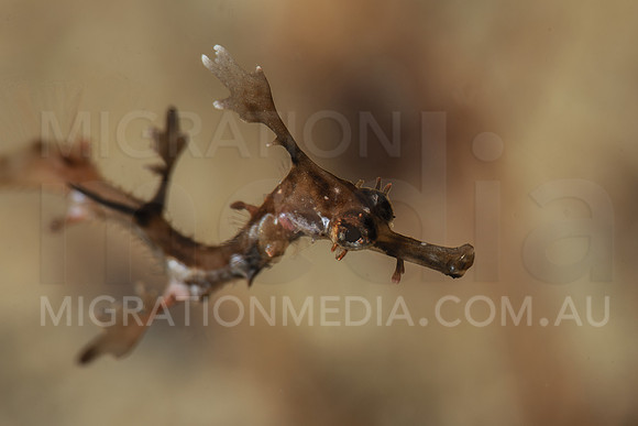Juvenile Weedy Sea Dragon