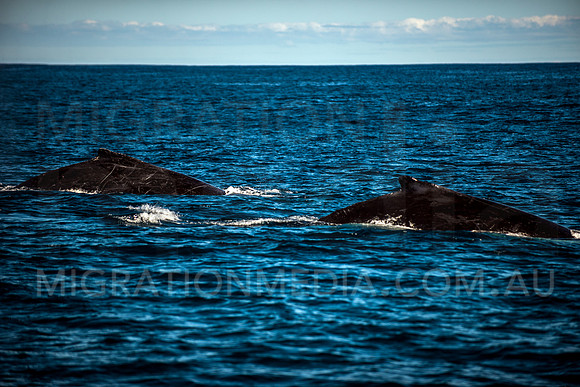 Humpback Whales Travelling Together