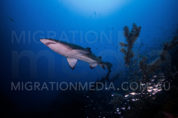 Grey Nurse Shark and Soft Coral