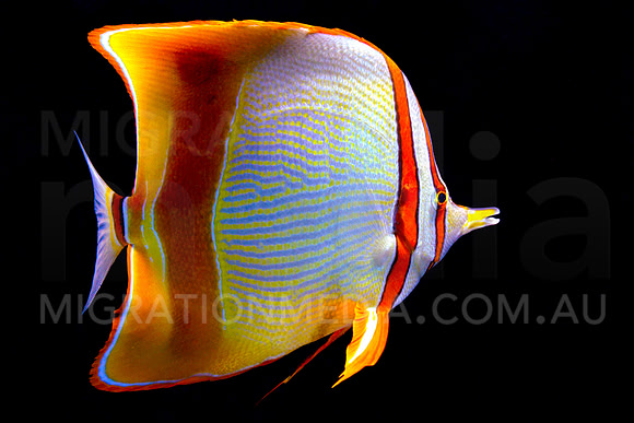 Butterflyfish