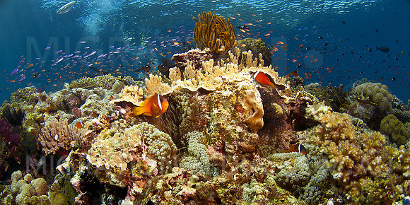 Anemone and Hard Coral Scene