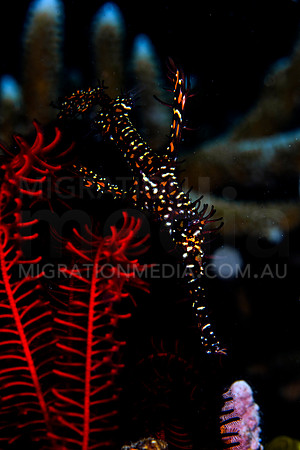 Black Red Ornate Ghost Pipefish in Feather Star