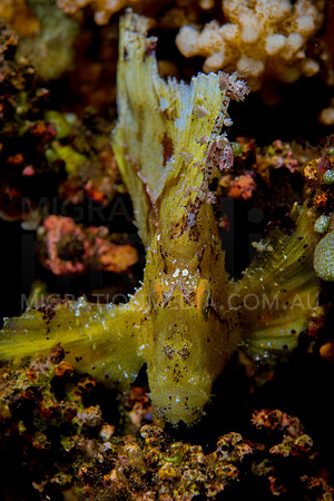 Leaf Scorpionfish Front-On