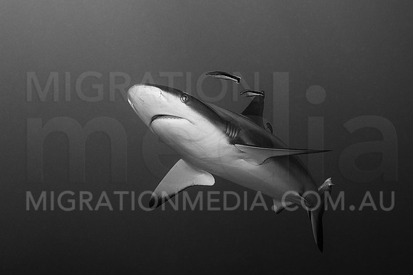 Grey Reef Shark Cleaning B&W