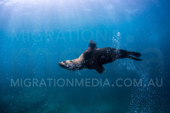 New Zealand Fur Seal Bubbles