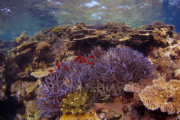 Coral Head