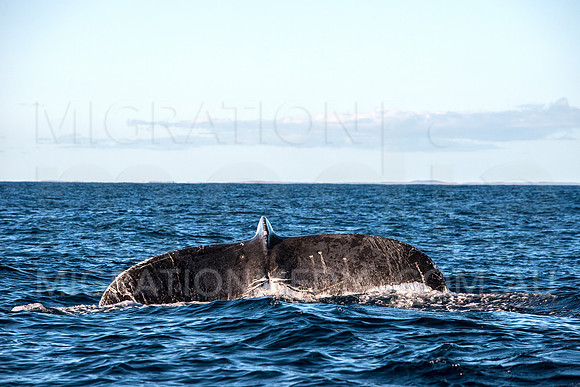 Humpback Whale Huge Fluke