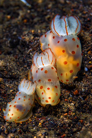 Nudibranch Family