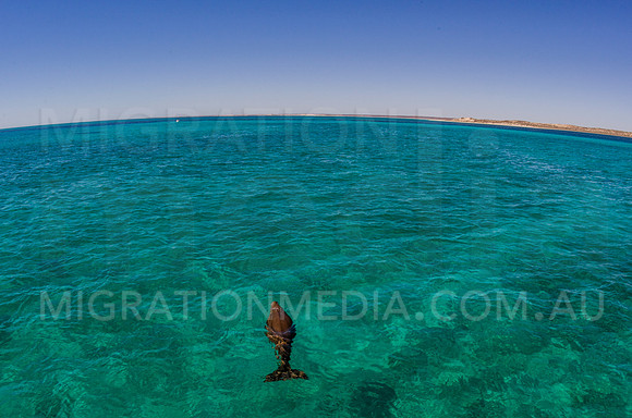 Dugong in Shallow Water