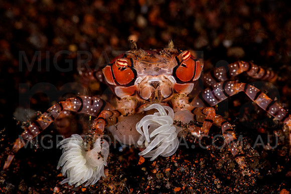 Boxer Crab (3)