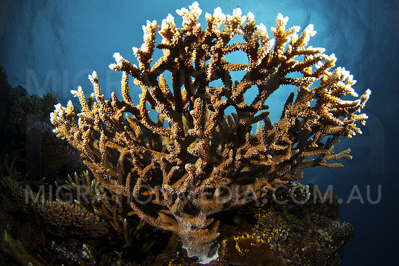 Branching Coral into Sun