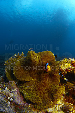Anemone and Boat