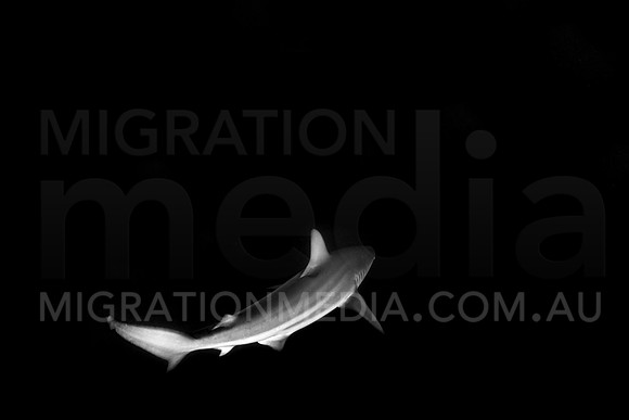 Bronze Whaler Shark