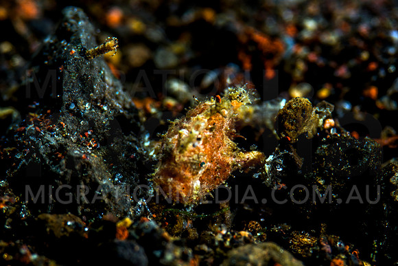 Tiny Juvenile Frogfish (5)
