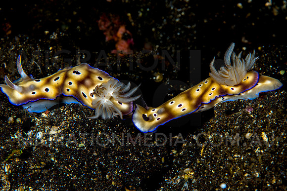 Chromodoris Nudibranchs