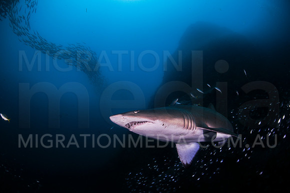 Grey Nurse Shark Close and Fish School