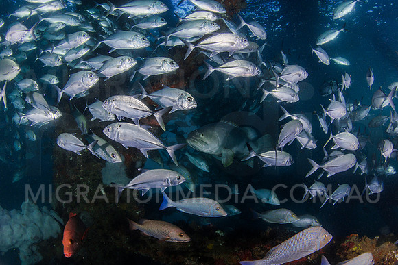 Schooling Jacks and Grouper