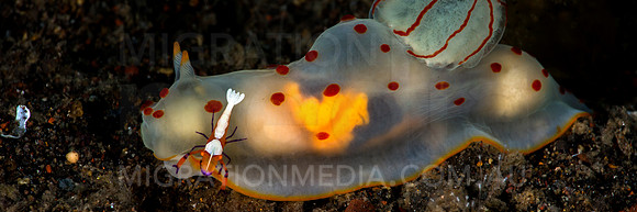Nudibranch with Emperor Shrimp (2)