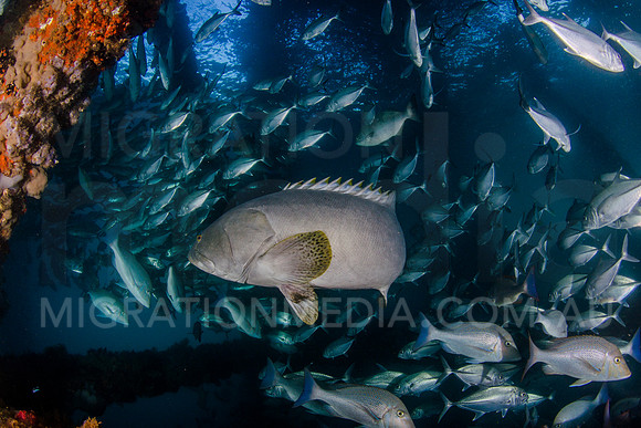 Queensland Grouper and Jacks Under Pier