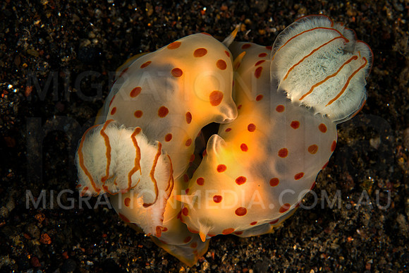 Nudibranch Mating