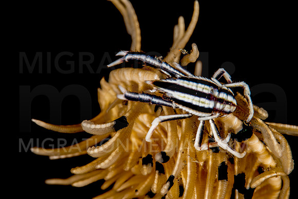 Crinoid Zebra Squat Lobster