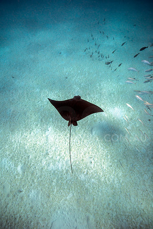 Eagle Ray Playing