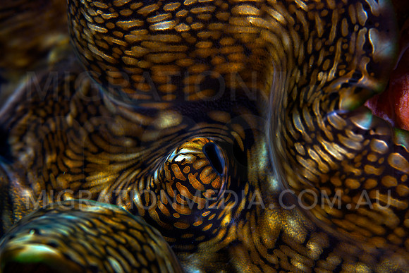 Brown Giant Clam  Mantle
