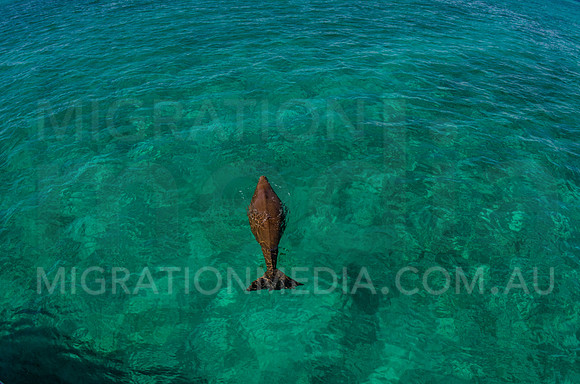 Dugong at Surface