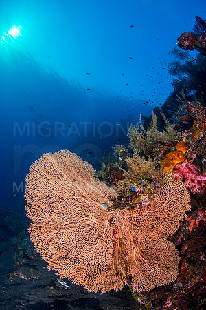 Beautiful Peach Sea Fan with Bumphead Parrtofsh Silhouette