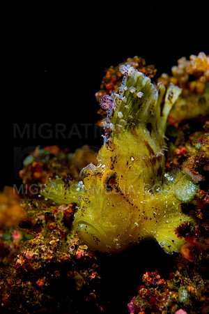 Leaf Scorpionfish on Reef