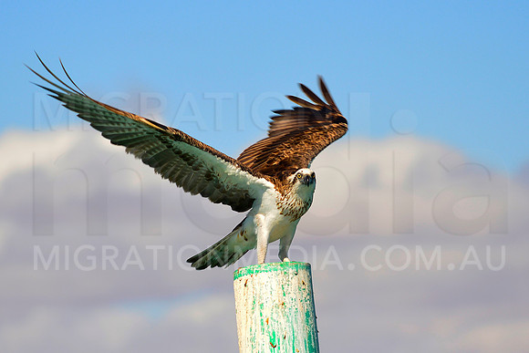 Osprey