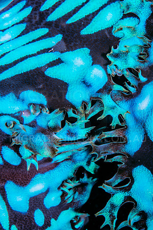 Blue Giant Clam Mantle