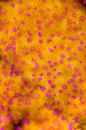 Pinjk Polyps