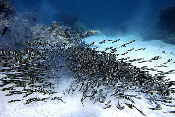 Striped Catfish Burst