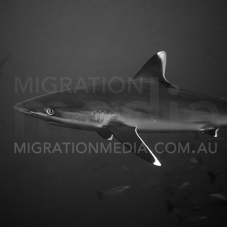Silvertip Shark Close B&W