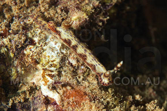 Tiny Nudi
