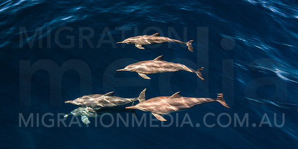 Spinner Dolphins (3)