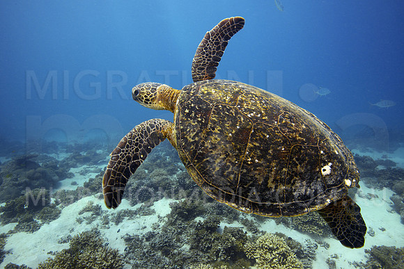 Green Turtle Swimming Away