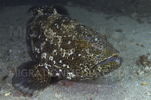Grouper on Sand